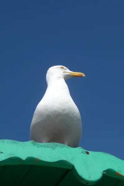 Seagull On Perch — Stock Photo, Image