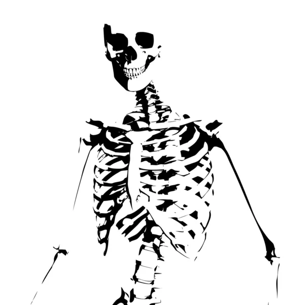 Illustrated Skeleton Stock Picture