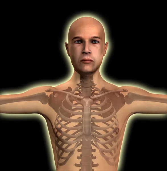 X 線の男性胴体 — ストック写真