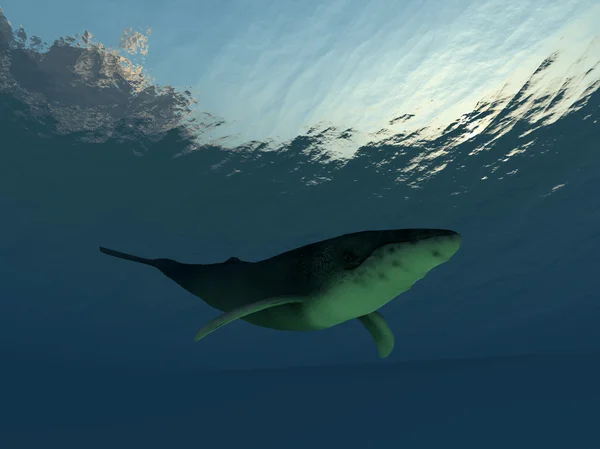 Balena subacvatică — Fotografie, imagine de stoc