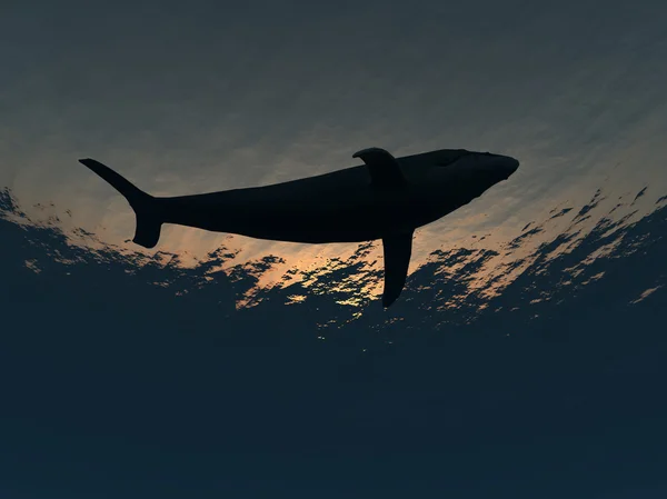 Baleia subaquática — Fotografia de Stock