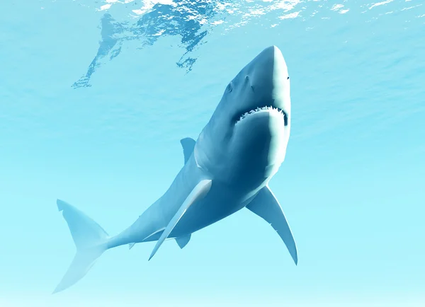 Podwodnych rekin — Zdjęcie stockowe