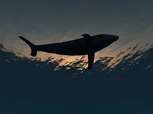Víz alatti bálna Jogdíjmentes Stock Képek