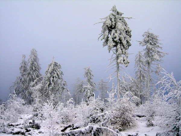 Frosted Forrest — Stock Photo, Image