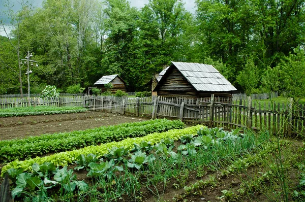 Gemüsegarten — Stockfoto