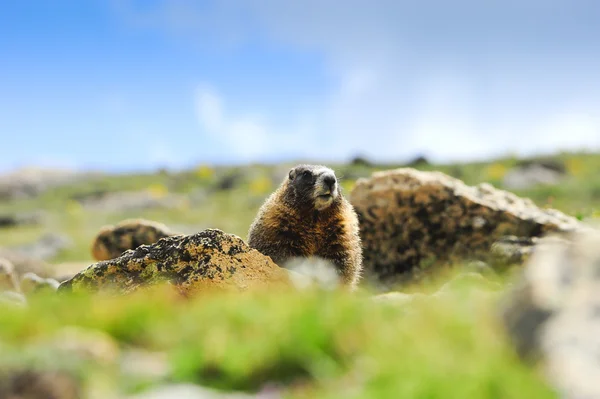 Marmota de vientre amarillo — Foto de Stock