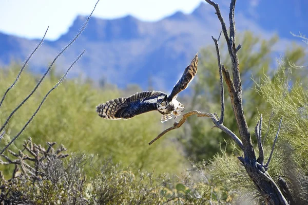 Great horned owl — Zdjęcie stockowe