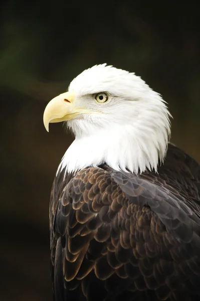 Perfil de uma águia careca — Fotografia de Stock