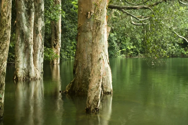 Árbol en el agua —  Fotos de Stock