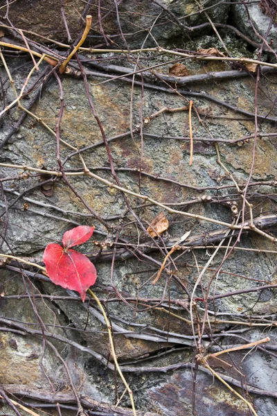 stock image Wall with leaf