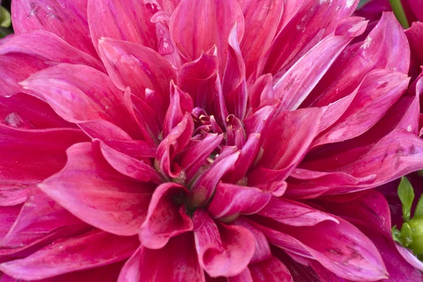 Pink flower. — Stock Photo, Image