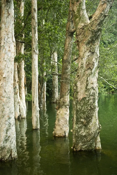 Strom ve vodě — Stock fotografie