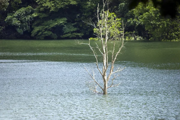 水の木 — ストック写真