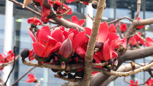 Čínská květiny — Stock fotografie