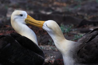 Albatros çifti