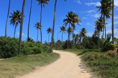 Palm trees on Dominica clipart