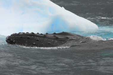 Humpback whale close to iceberg clipart