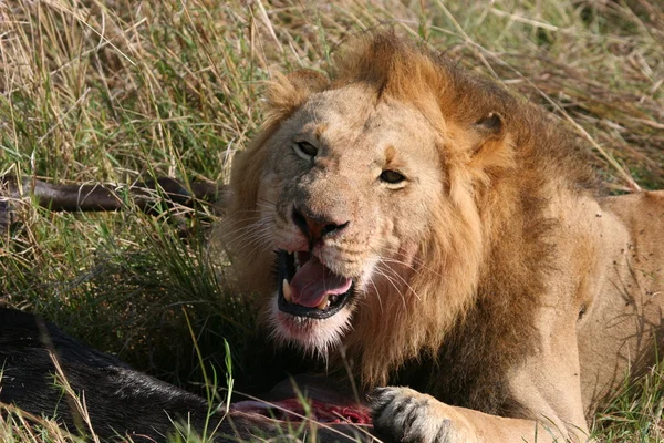 雄のライオン食べること — ストック写真