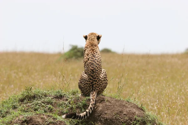 Gepard se mládě — Stock fotografie