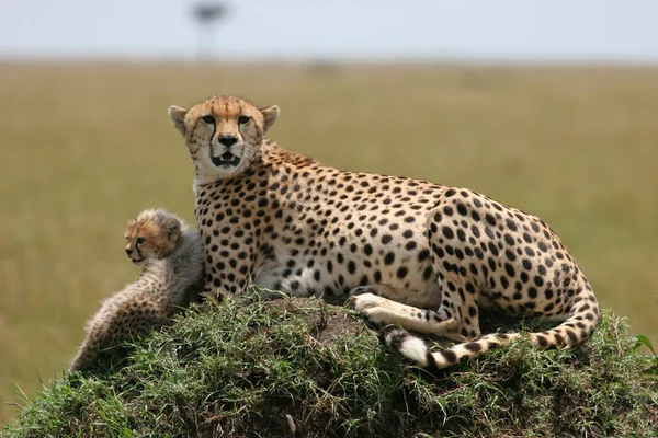 Гепард с детёнышем — стоковое фото