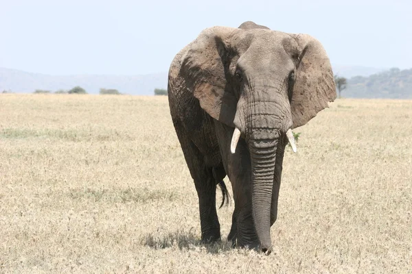 Yalnız elefant — Stok fotoğraf
