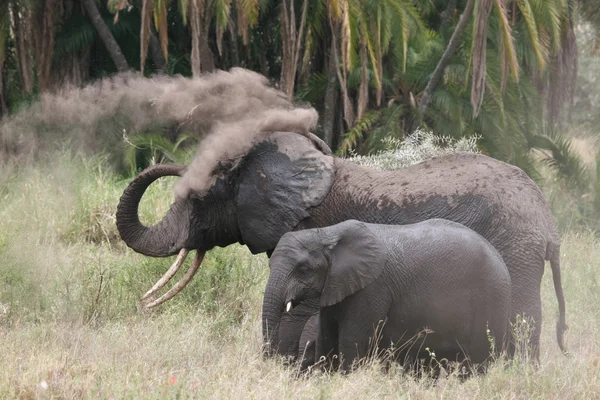 Elefant mit Jungtier — Stockfoto