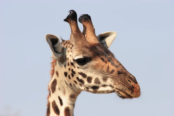 Girafa close-up cabeça — Fotografia de Stock
