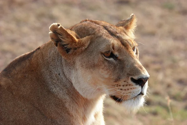 Testa di leone — Foto Stock