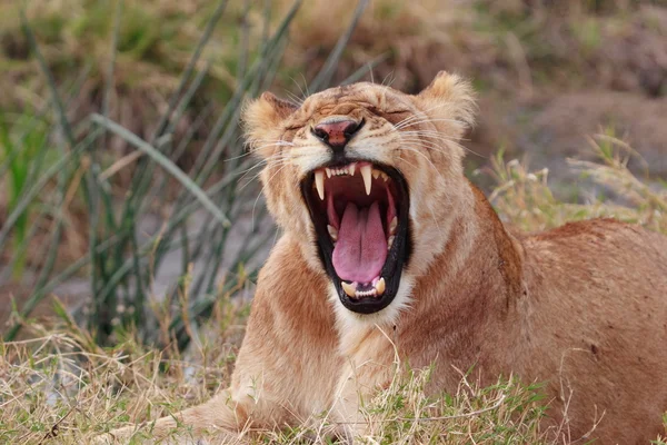 Leão bocejo — Fotografia de Stock
