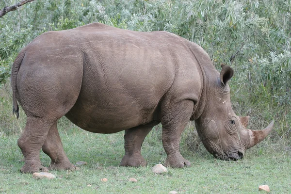 Rhino. — Foto de Stock