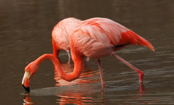 Stock image Flamingo