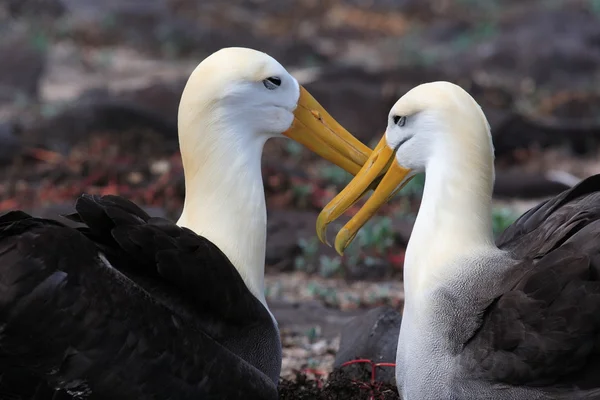 Альбатросы — стоковое фото