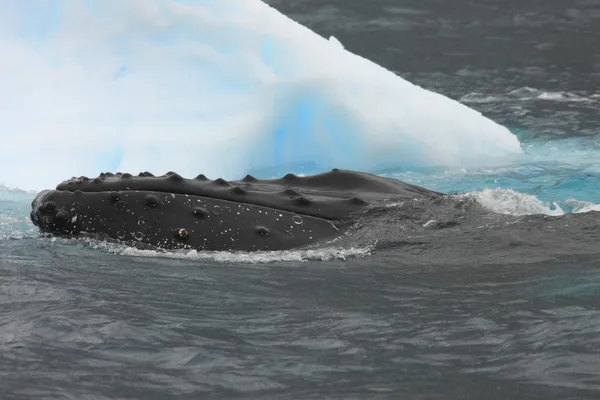 Горбатый кит рядом с айсбергом — стоковое фото