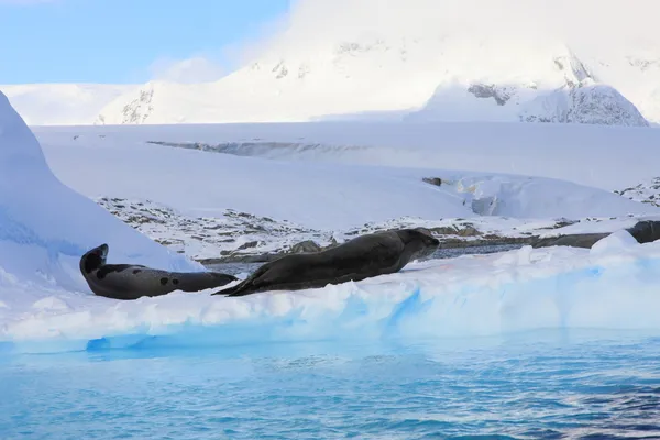 Guarnizioni di leopardo su iceberg — Foto Stock