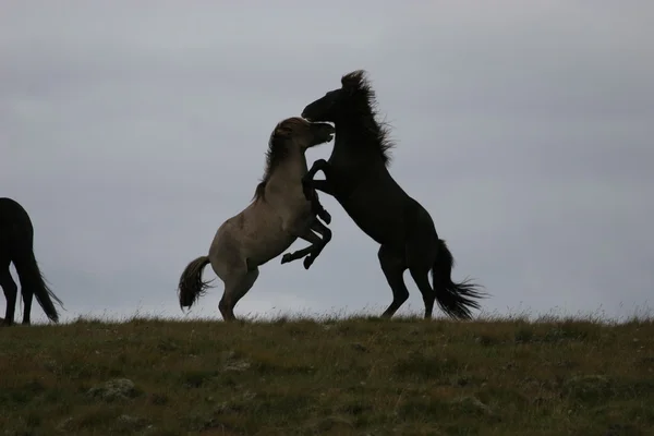 stock image Horses