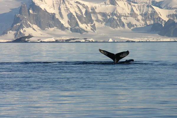 Aleta de ballena y paisaje en la Antártida —  Fotos de Stock