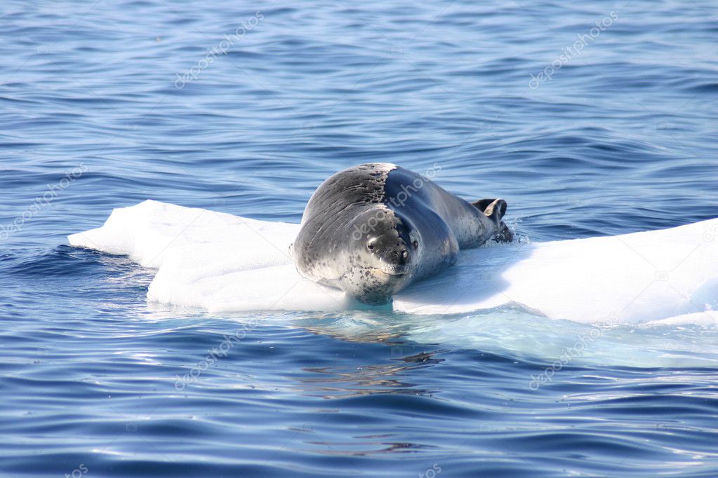 Leopard seal on ice floe in Antartica