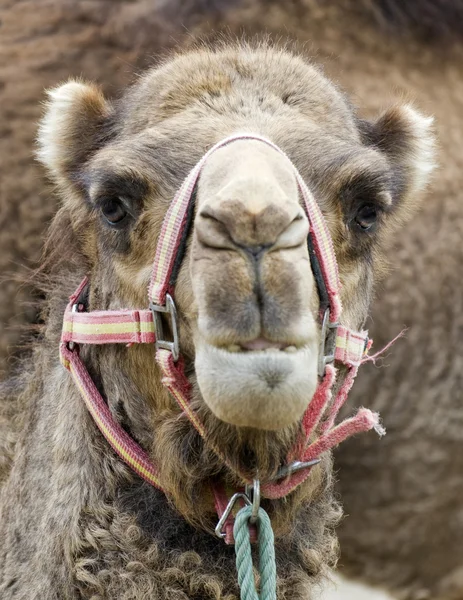 Stänga av en kamel — Stockfoto