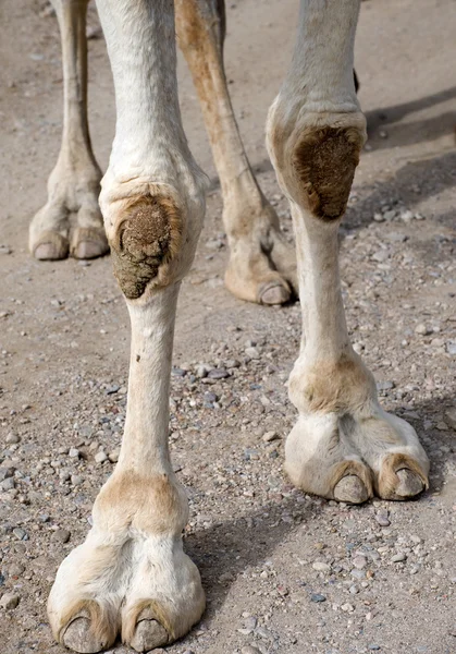 Sluiten van de voeten van een kamelen — Stockfoto