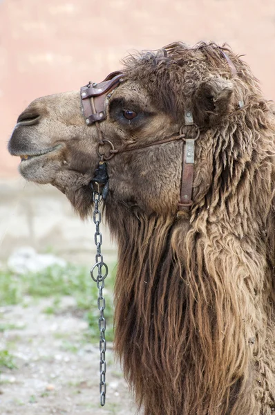 Κλείστε μια καμήλα — Φωτογραφία Αρχείου