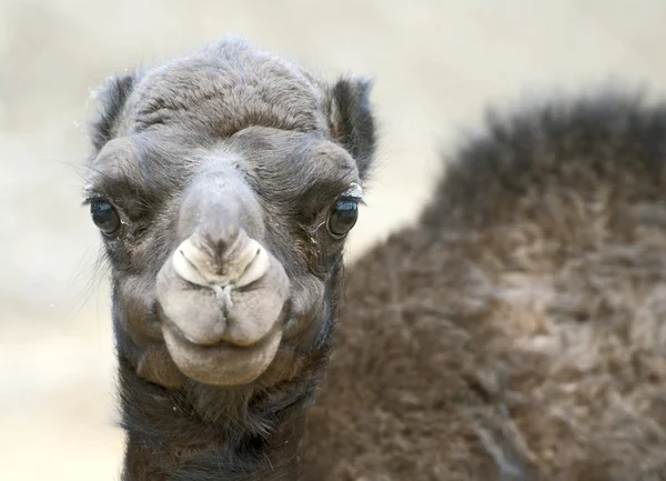 Bir bebek deve kapat — Stok fotoğraf