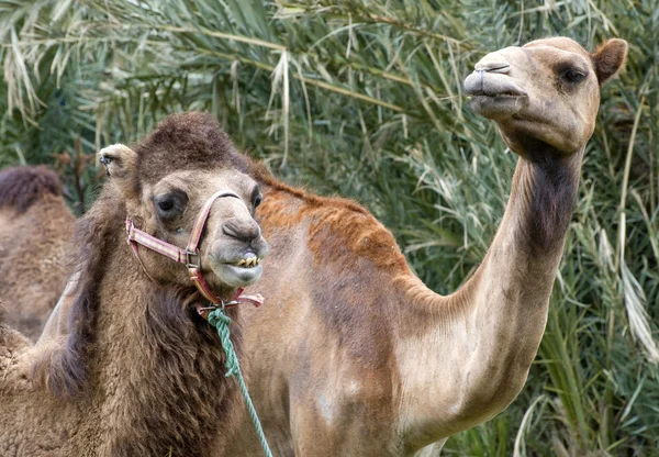 二頭の駱駝の終了 — ストック写真