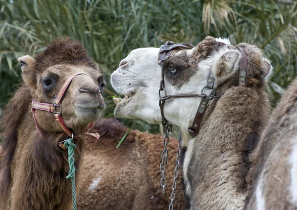 Fechar de dois camelos — Fotografia de Stock