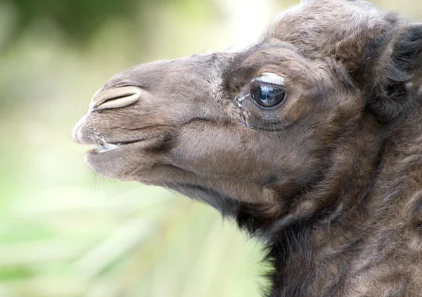 Stäng av en Baby kamel — Stockfoto