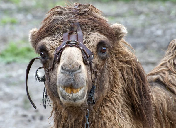 Cierre de camello — Foto de Stock