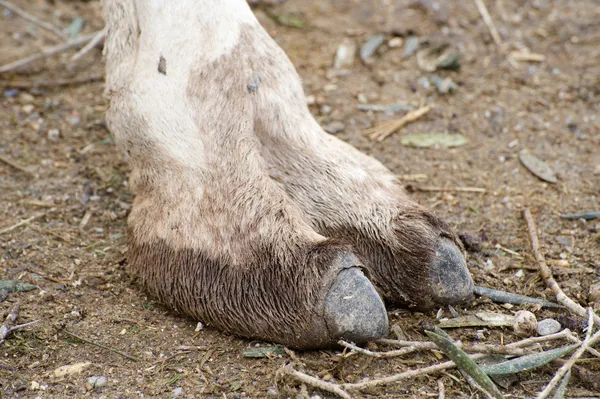 Sluiten van een voet van de kamelen — Stockfoto