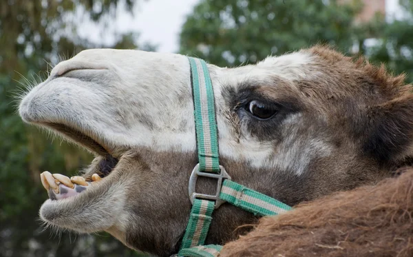Stänga av en kamel — Stockfoto