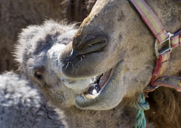 Cierre de una madre y un bebé camello — Foto de Stock