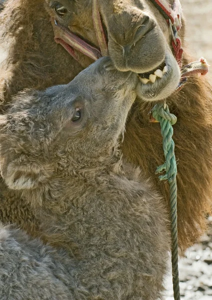 Cierre de una madre y un bebé camello — Foto de Stock