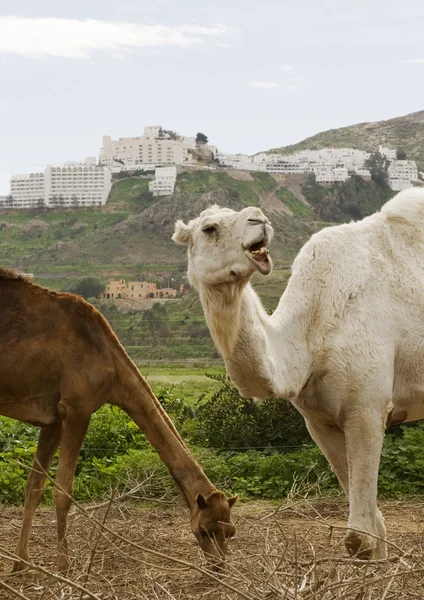 İki deve kapat — Stok fotoğraf